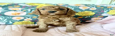 Irish Doodle Puppy 4