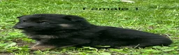 German Shepherd dogs for sale: German Shepherd 7 - Ad 5