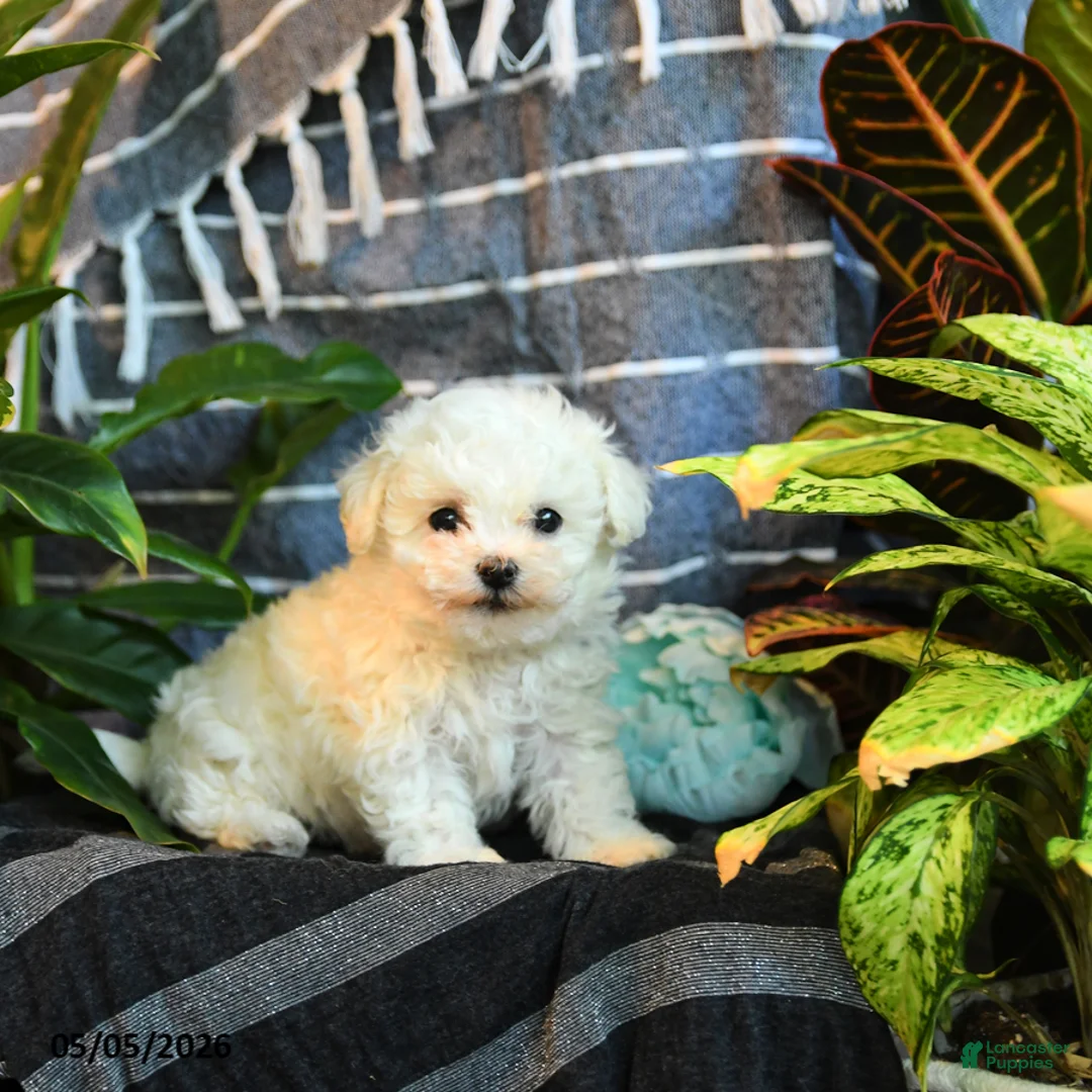 Bichon Frise dogs for sale: Cotton - Ad 2