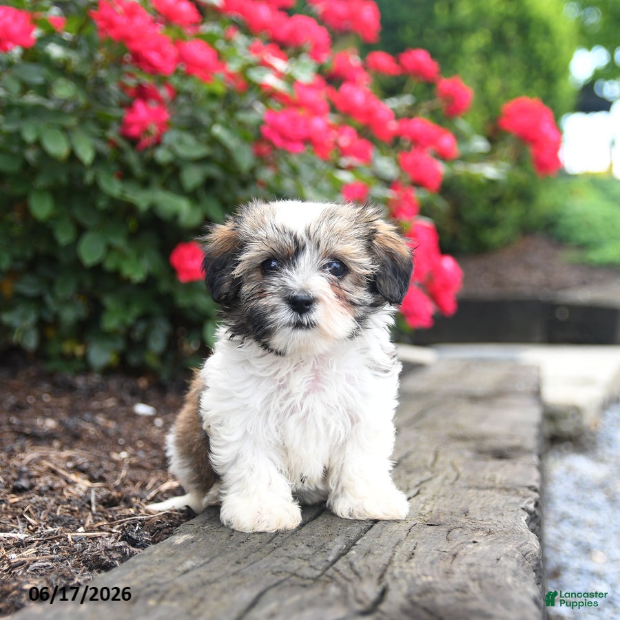 Mixed Breed dogs Jenny - Ad 1