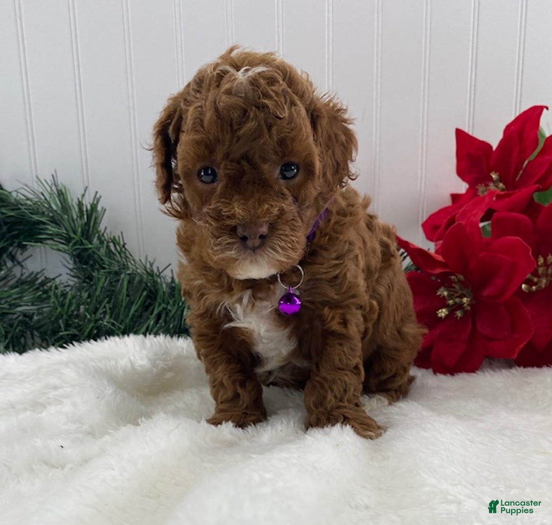Toy Poodle dogs for sale: Archie - Ad 5