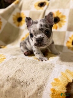 Mixed Breed dogs Sprout - Ad 35