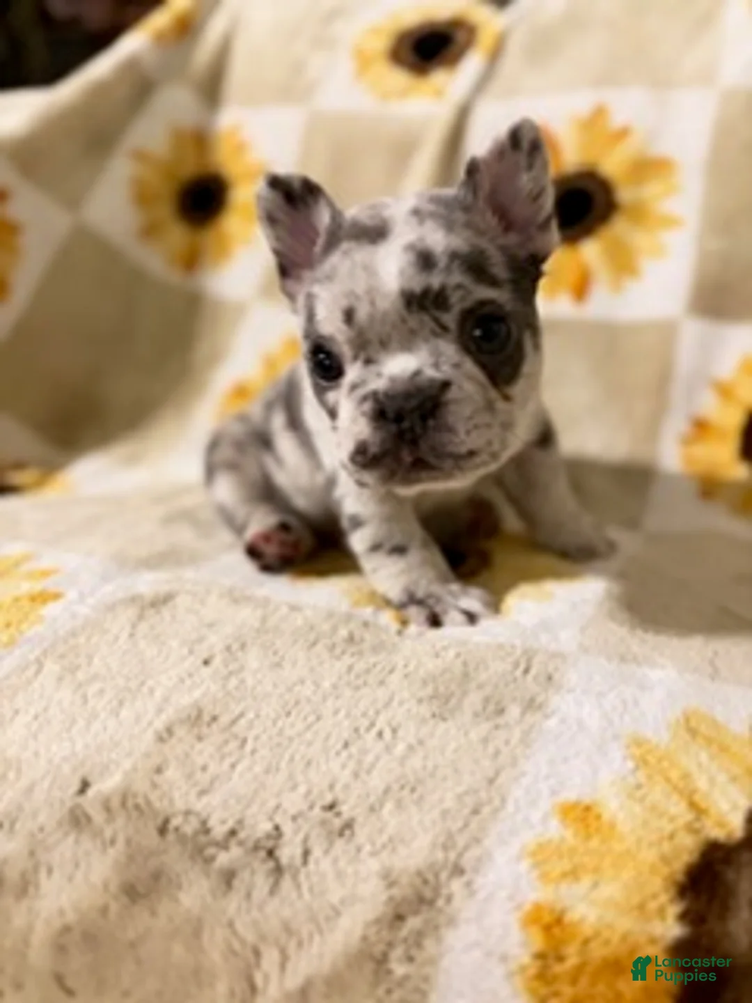 Mixed Breed dogs for sale: Sprout - Ad 1