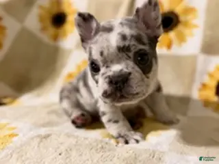 Mixed Breed dogs Sprout - Ad 35