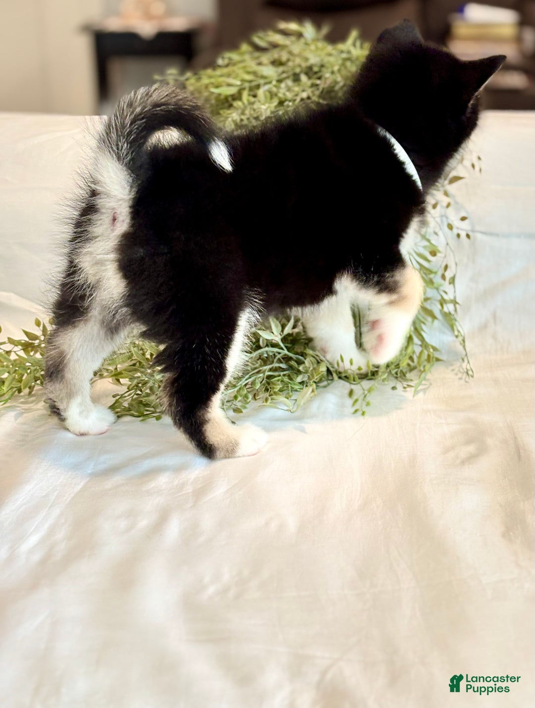 Pomsky dogs for sale: Flash Pomsky Puppy 1 - Ad 10