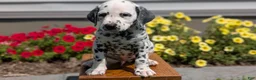 Dalmatian dogs for sale: Parker - Ad 4