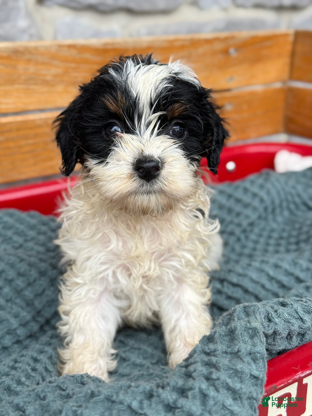 Cavapoo dogs for sale: Arlo - Ad 37