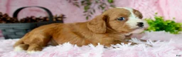 Cavapoo dogs for sale: Cavapoo 6 - Ad 2