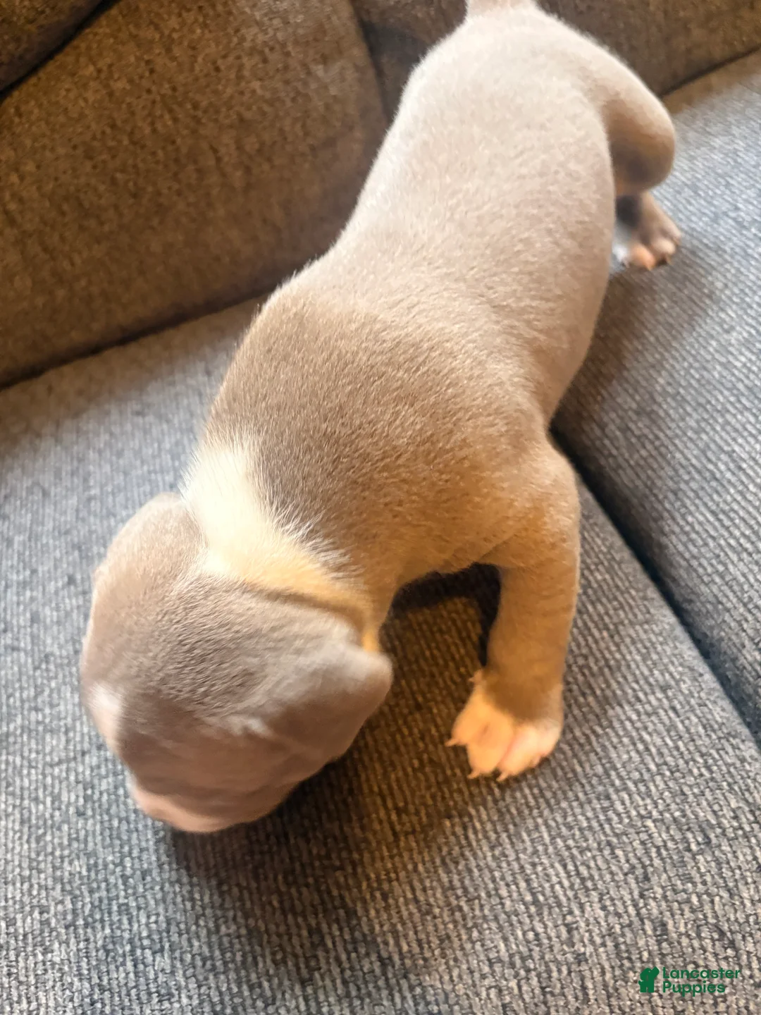 American Pit Bull Terrier dogs for sale: American Pit Bull Terrier Puppy 2 - Ad 2