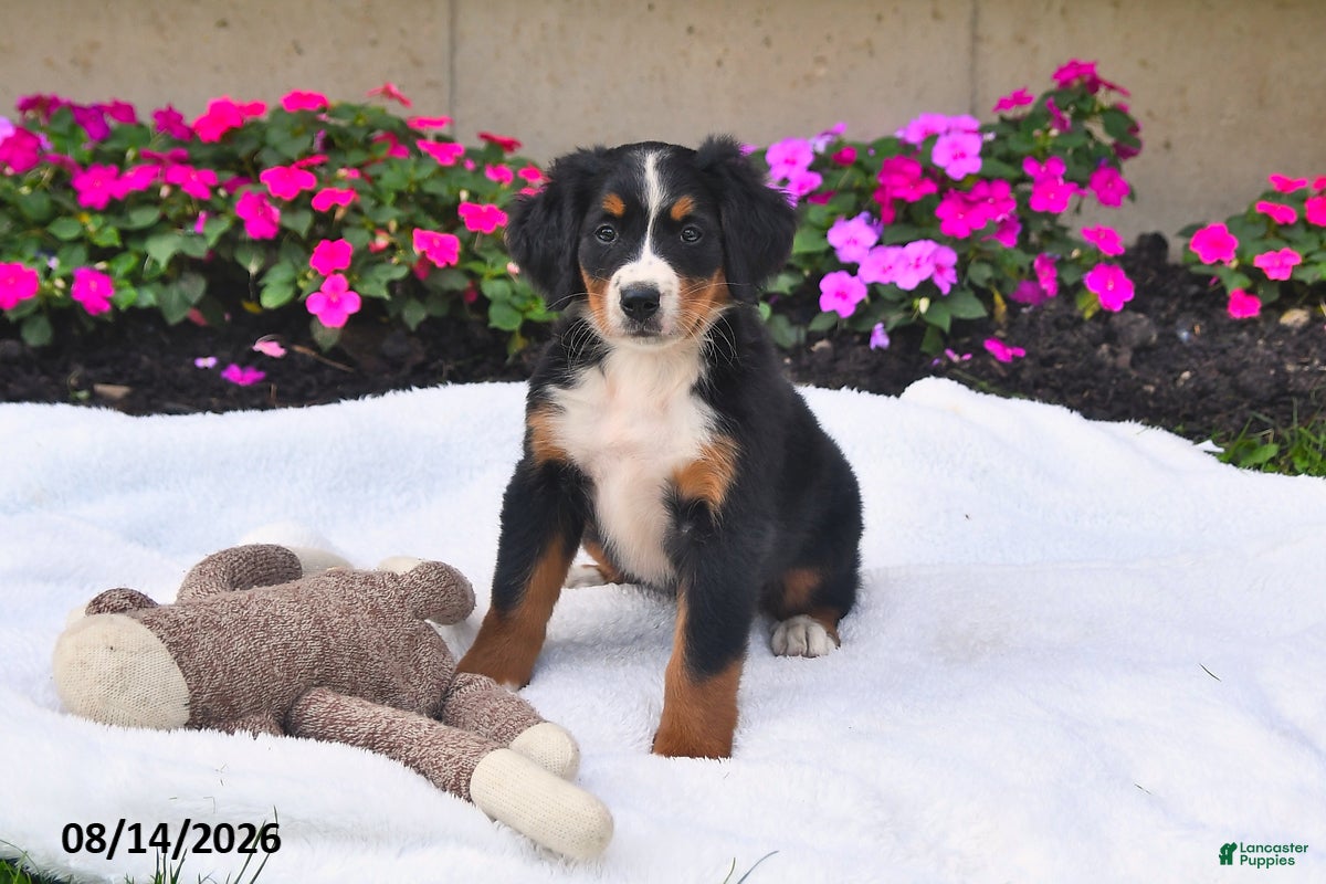 Bernese Mountain Dog dogs Kallia - Ad 2