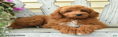 Rusty