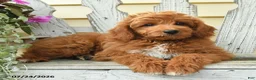 Aussiedoodle dogs for sale: Rusty - Ad 1