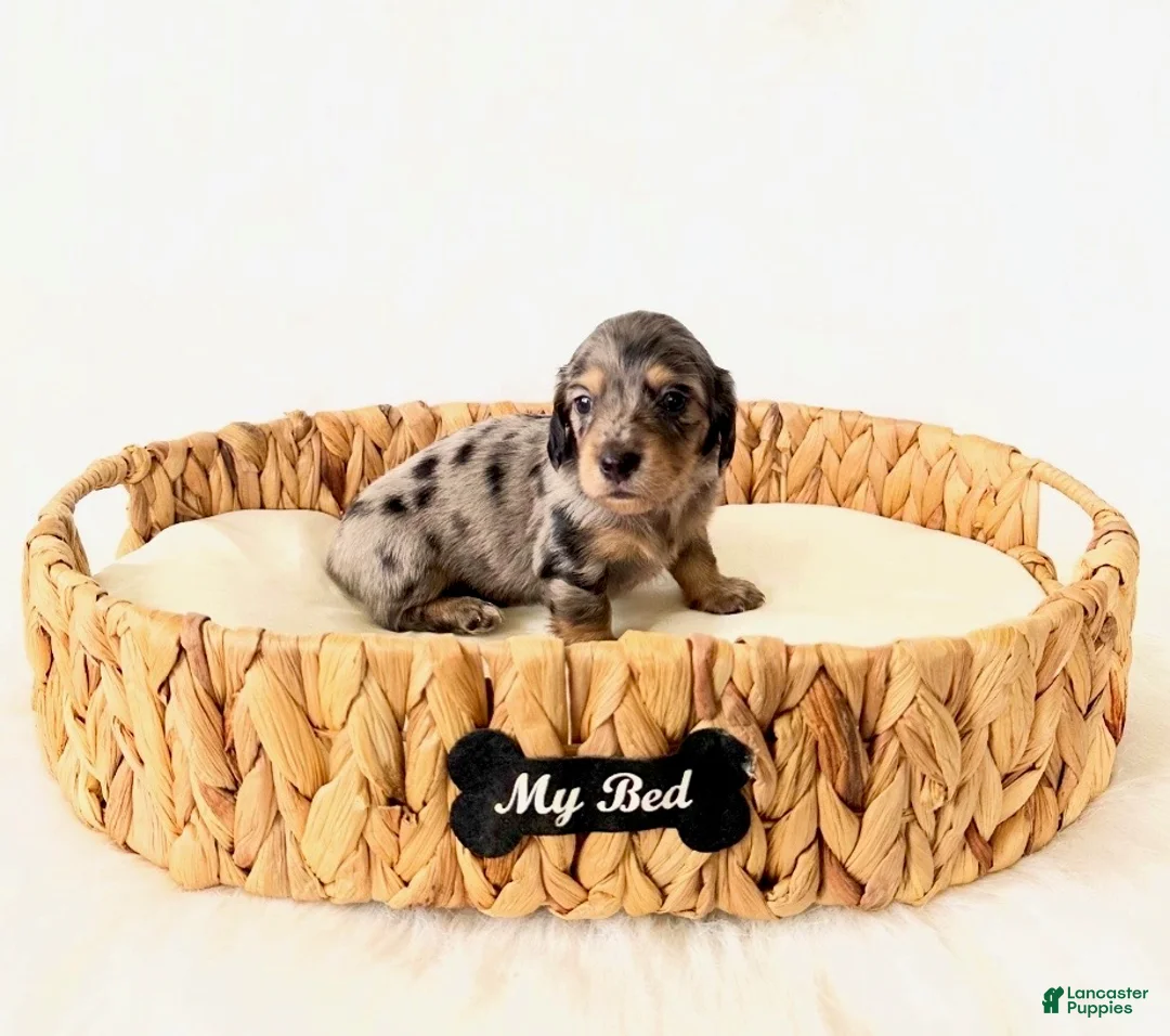 Miniature Dachshund dogs for sale: AKC Rocket - Ad 2