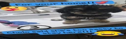 Morkie dogs for sale: Morkie 5 - Ad 6