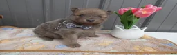 Pomeranian dogs for sale: Pomeranian Puppy 2 Baxter - Ad 4
