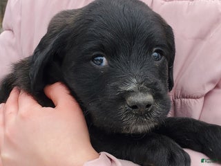 Mixed Breed dogs - Ad 32