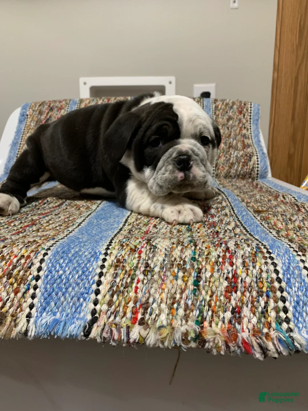 Mixed Breed dogs for sale: Luke - Ad 2