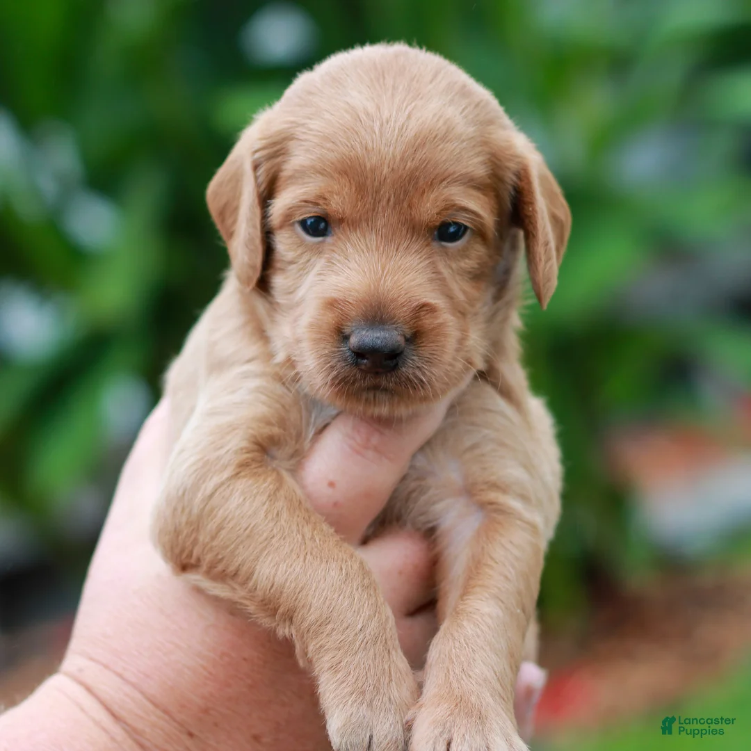 Miniature Labradoodle dogs for sale: Demi  - Ad 1