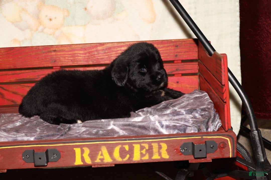 Newfoundland dogs for sale: Raven - Ad 3