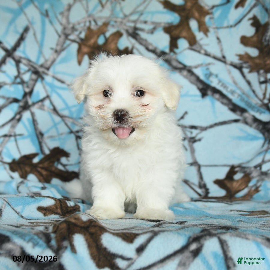 Maltese dogs Ivan - Ad 2