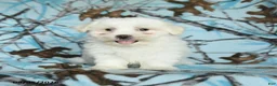 Maltese dogs for sale: Ivan - Ad 2