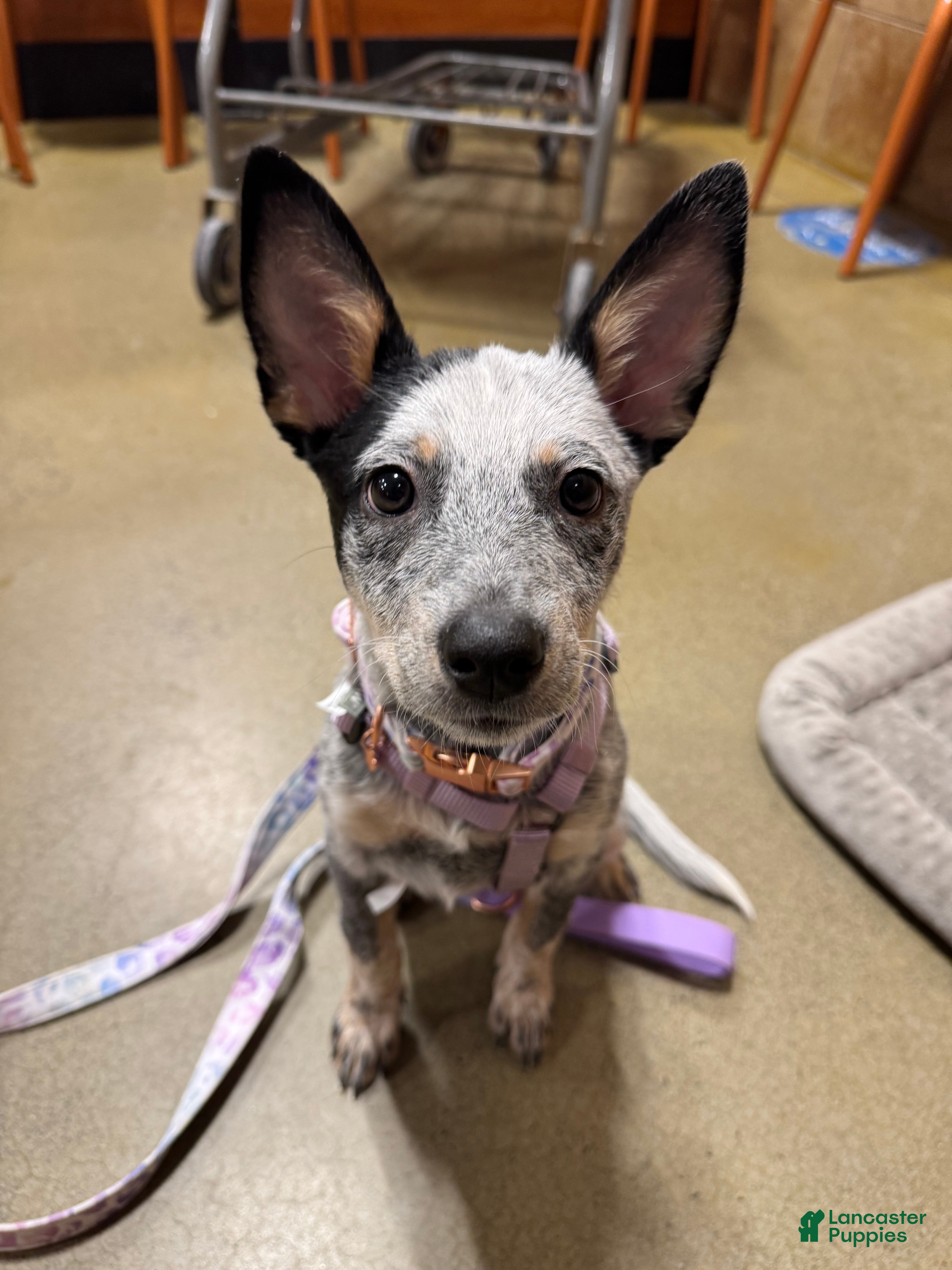 Australian Cattle Dog dogs Nova  - Ad 39