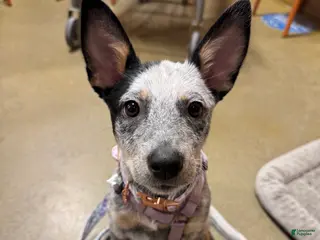 Australian Cattle Dog dogs Nova - Ad 39