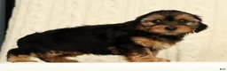 Yorkiepoo dogs for sale: Caleb - Ad 4