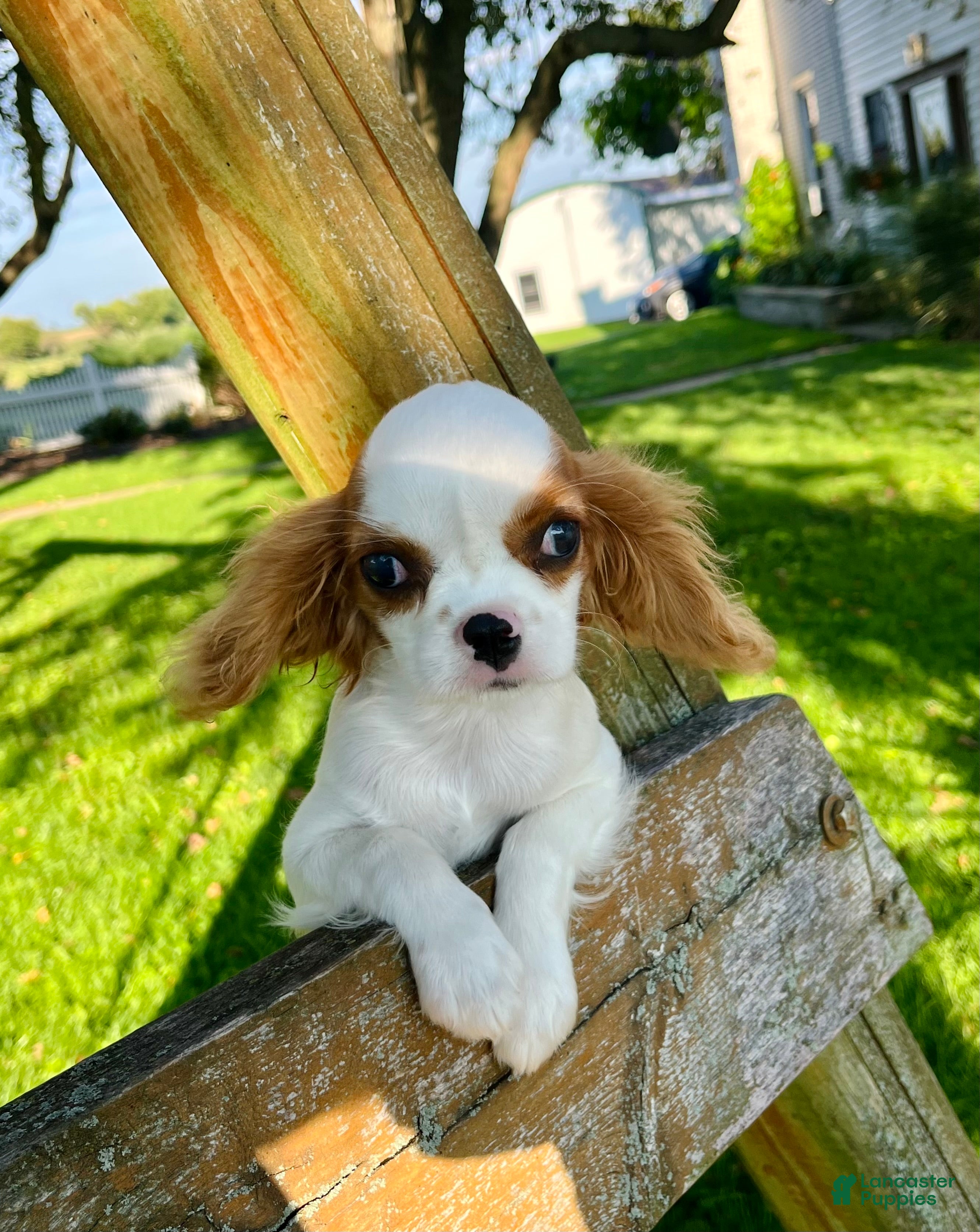 Cavalier King Charles Spaniel dogs Belinda - Ad 2