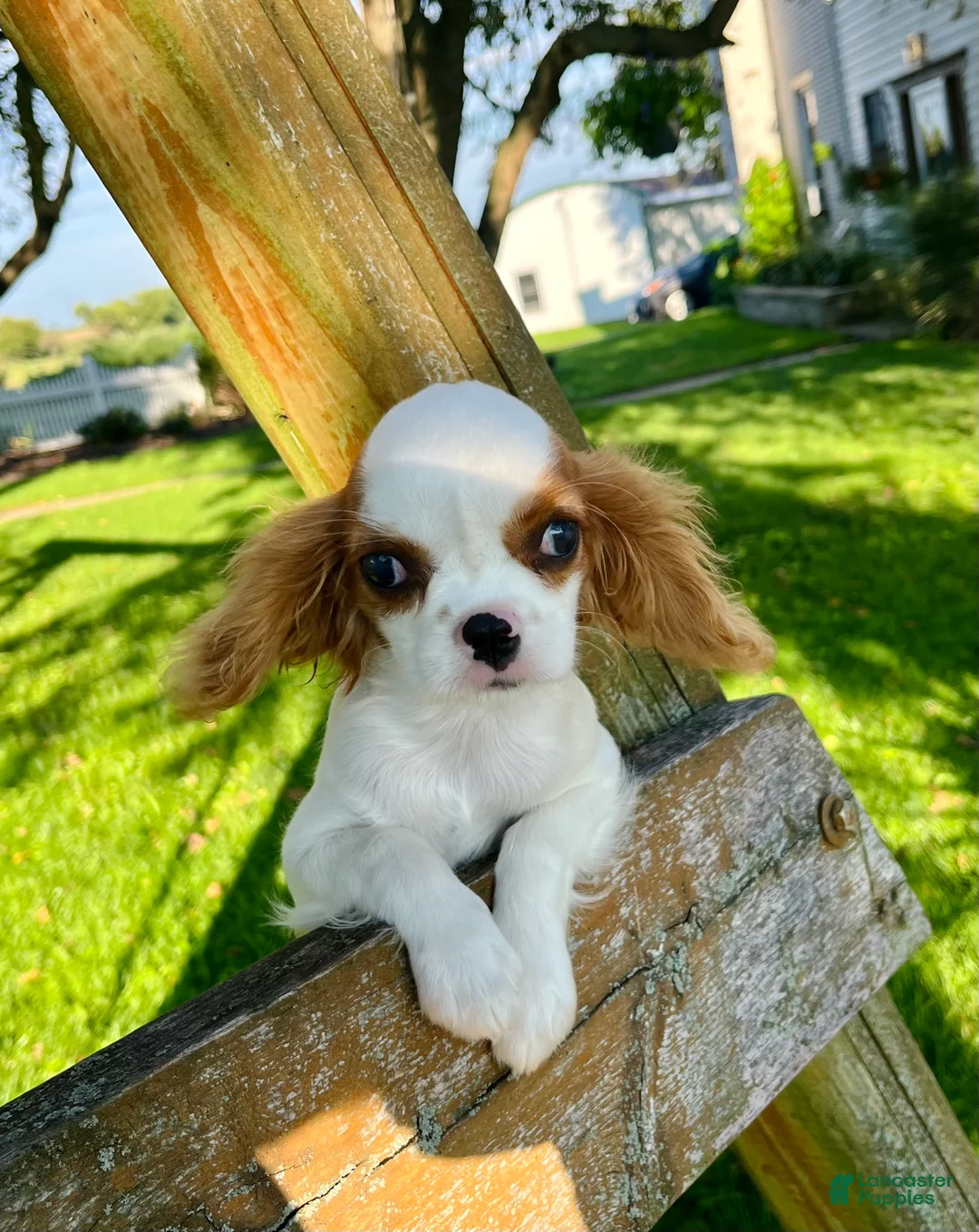 Cavalier King Charles Spaniel dogs for sale: Belinda - Ad 2