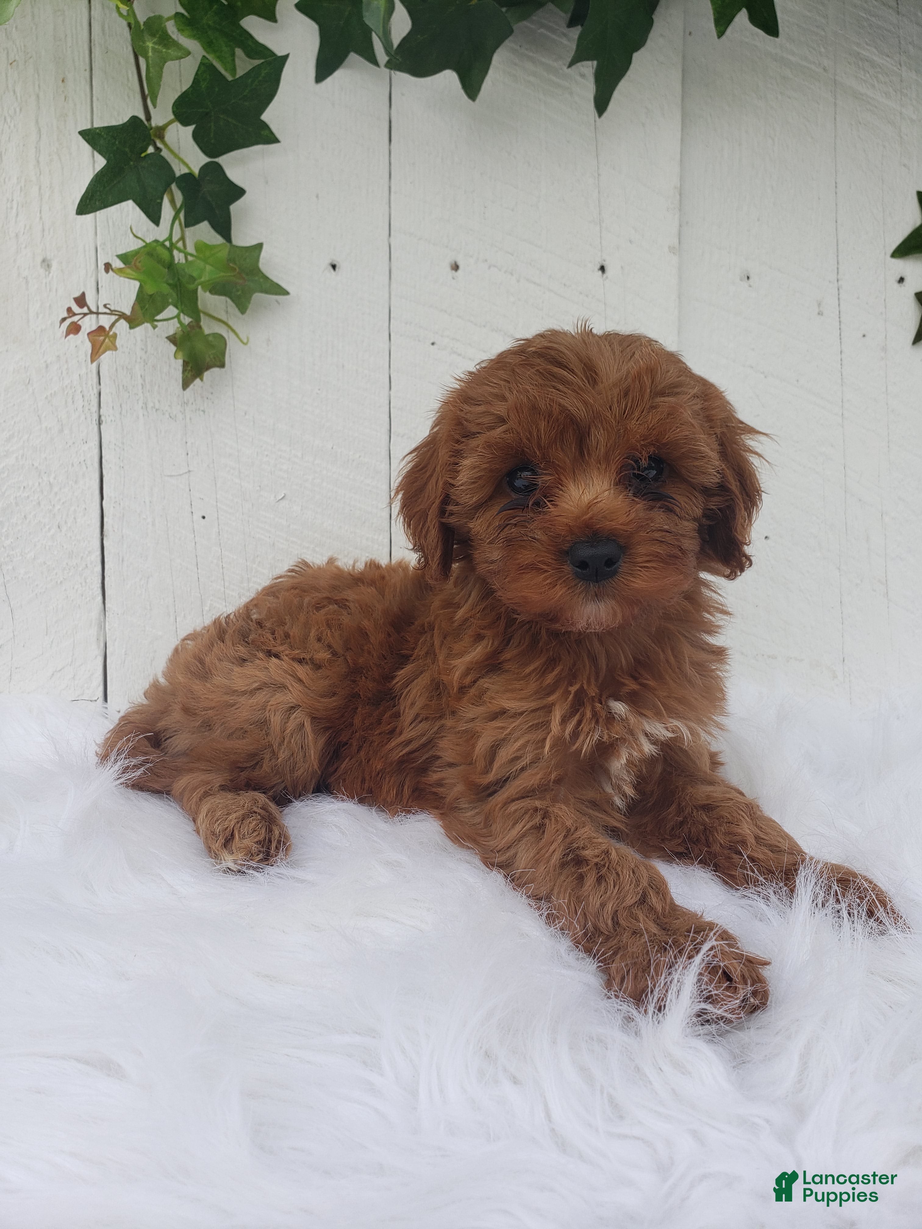 Cavapoo dogs Rose  - Ad 1