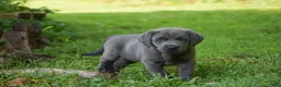 Labrador Retriever dogs for sale: Meadow - Ad 5