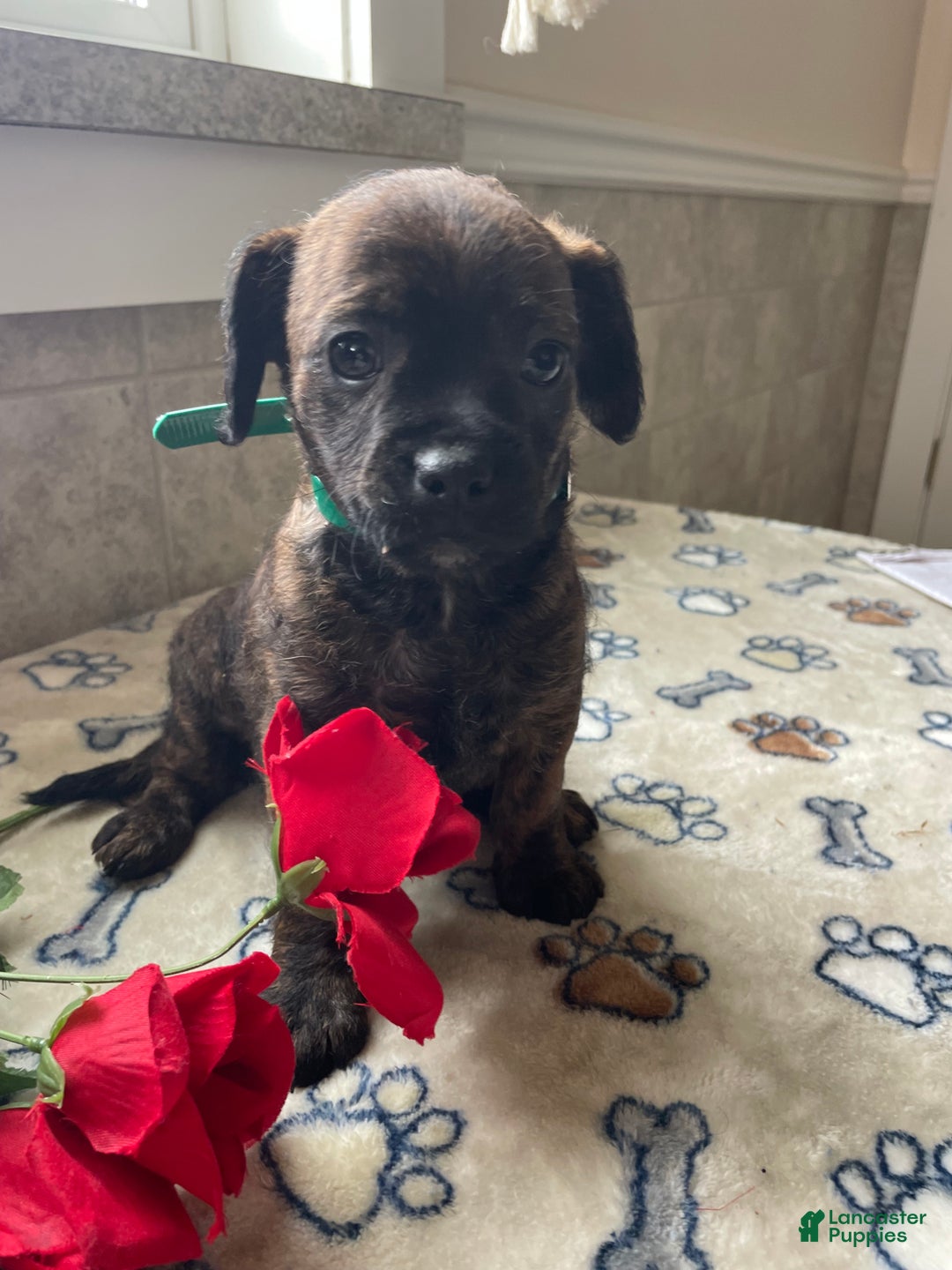 Mixed Breed dogs for sale: Biscuit - Ad 1