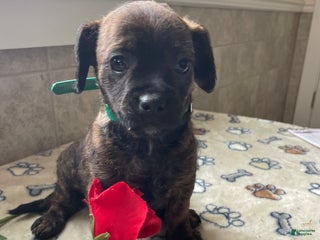 Mixed Breed dogs Biscuit - Ad 11