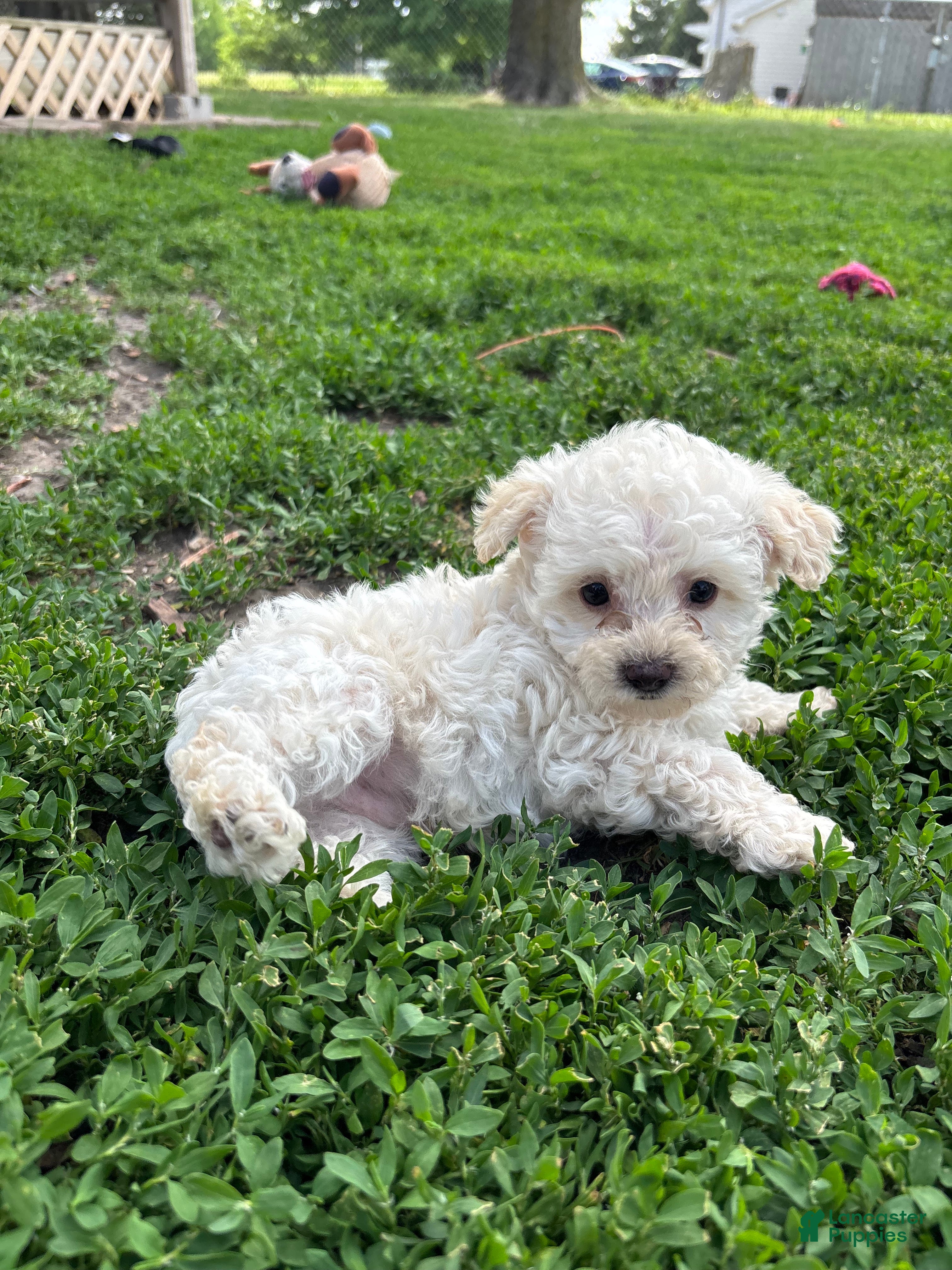 Yorkiepoo dogs Onyx - Ad 2