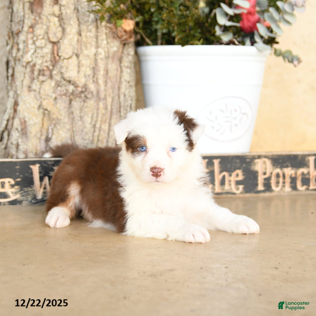 Australian Shepherd dogs for sale: Presley - Ad 5