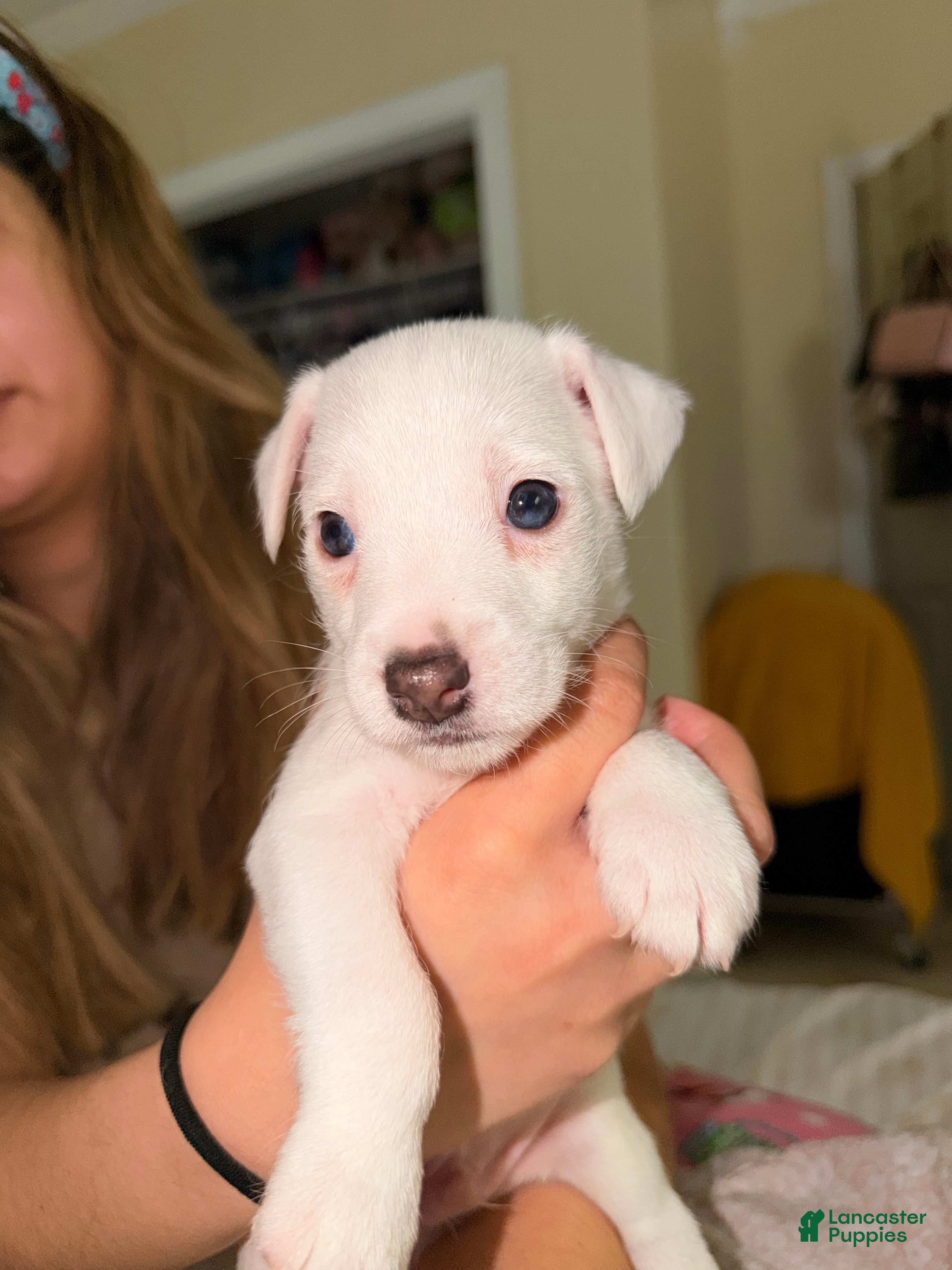 Jack Russell Terrier dogs Jack Russell Terrier Puppy 4 - Ad 1