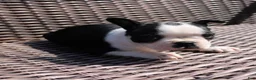 Boston Terrier dogs for sale: Carly - Ad 6