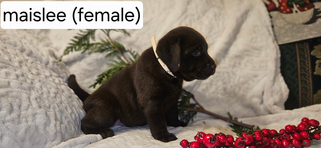 Labrador Retriever dogs for sale: Maislee  - Ad 2