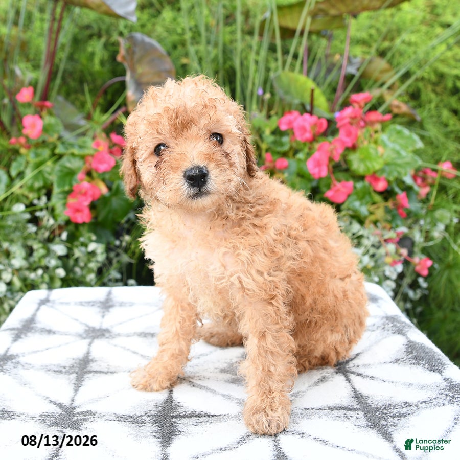 Toy Poodle dogs Pipkin - Ad 1