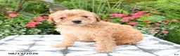 Toy Poodle dogs for sale: Pipkin - Ad 1