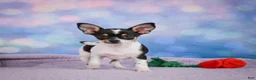 Chihuahua dogs for sale: OSA - Ad 11