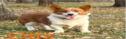 Welsh Corgi Pembroke dogs for sale: Glory - Ad 6