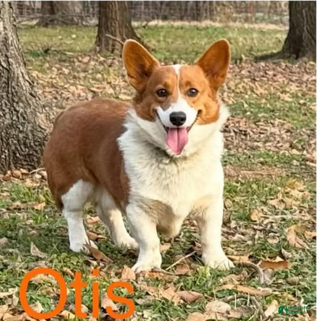 Welsh Corgi Pembroke dogs for sale: Glory - Ad 6
