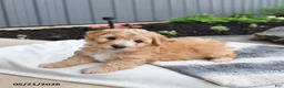 Bichpoo dogs for sale: Jimbo - Ad 3