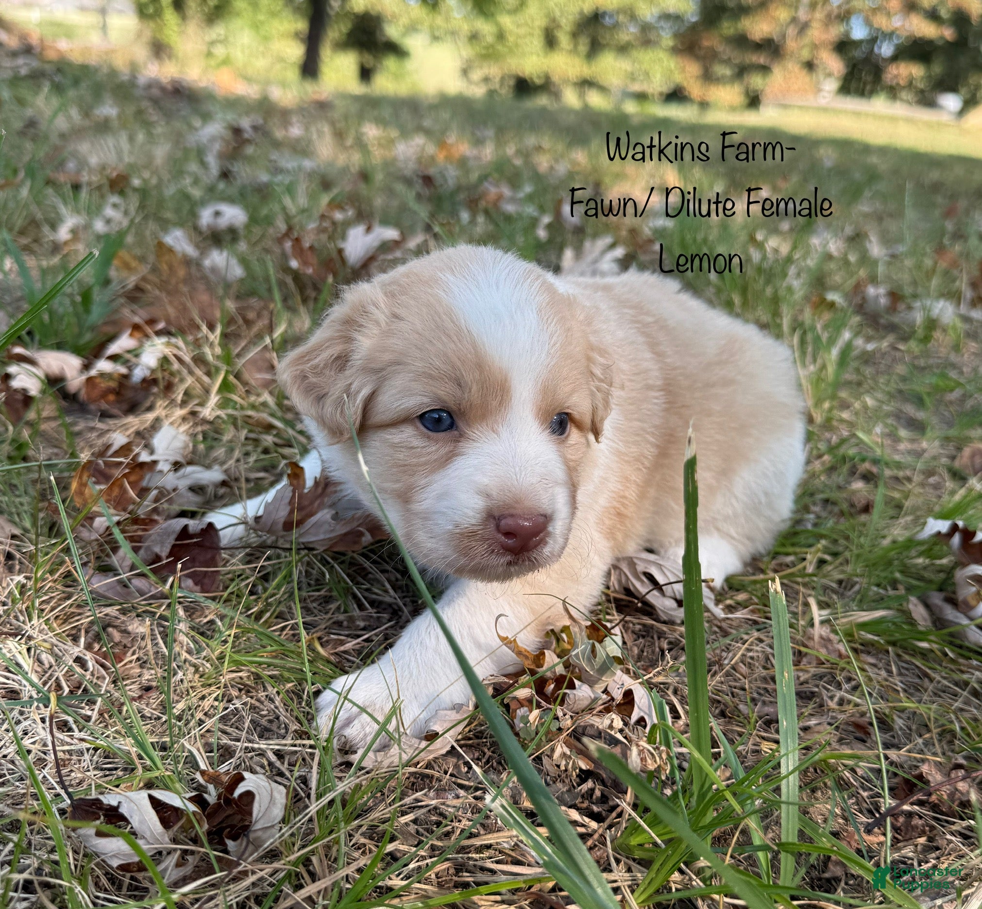 Australian Shepherd dogs Lemon - Ad 1