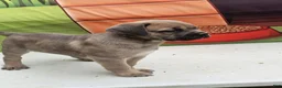 Cane Corso dogs for sale: COCO - Ad 16