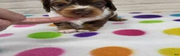 Miniature Dachshund dogs for sale: Chocolate Dapple Female - Ad 1