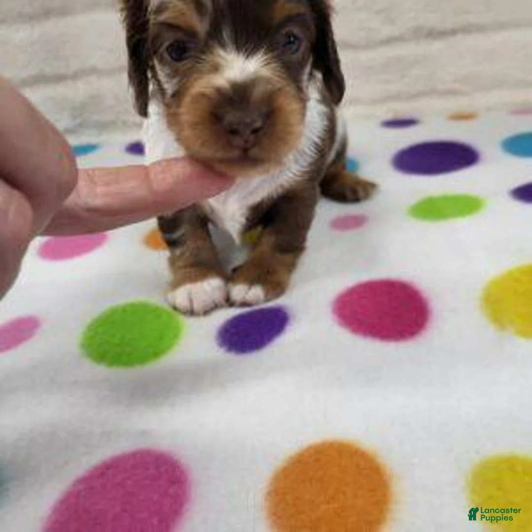 Miniature Dachshund dogs for sale: Chocolate Dapple Female - Ad 1