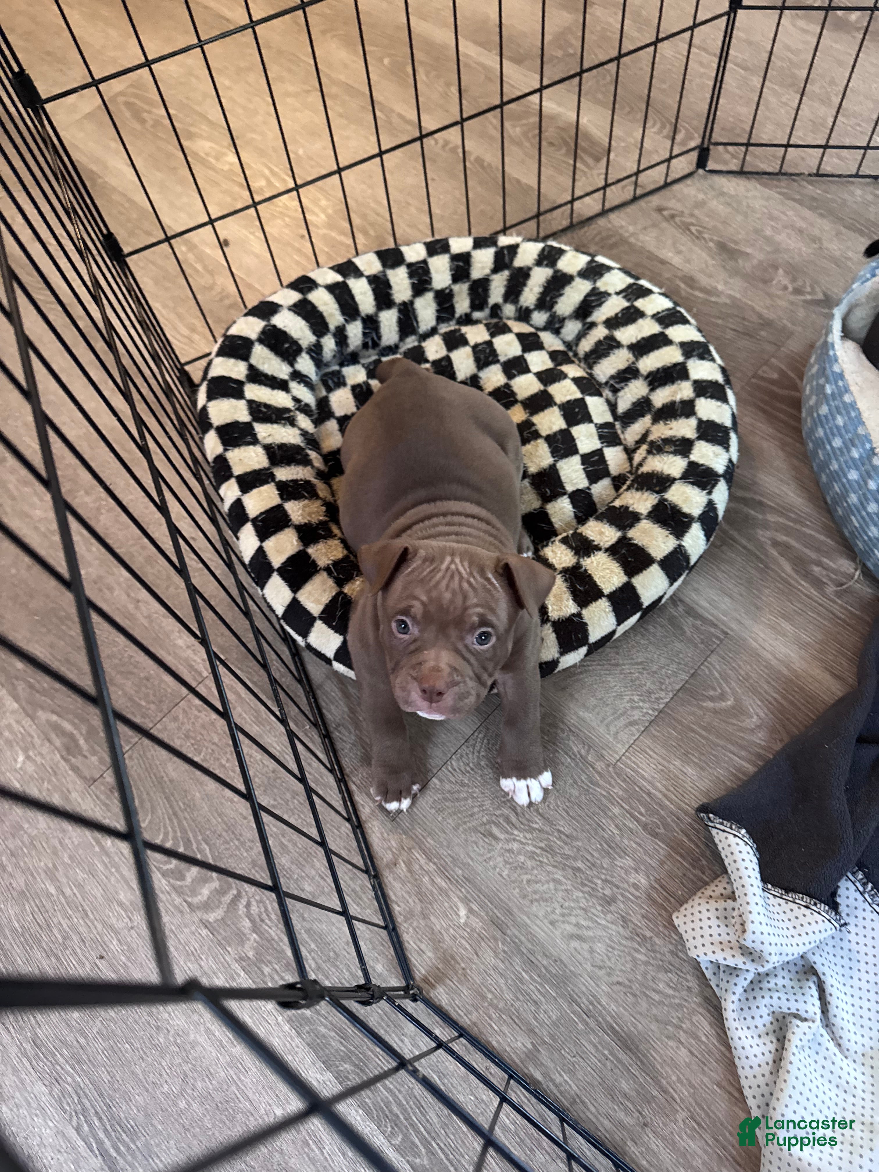 American Bully dogs Female 1 - Ad 20